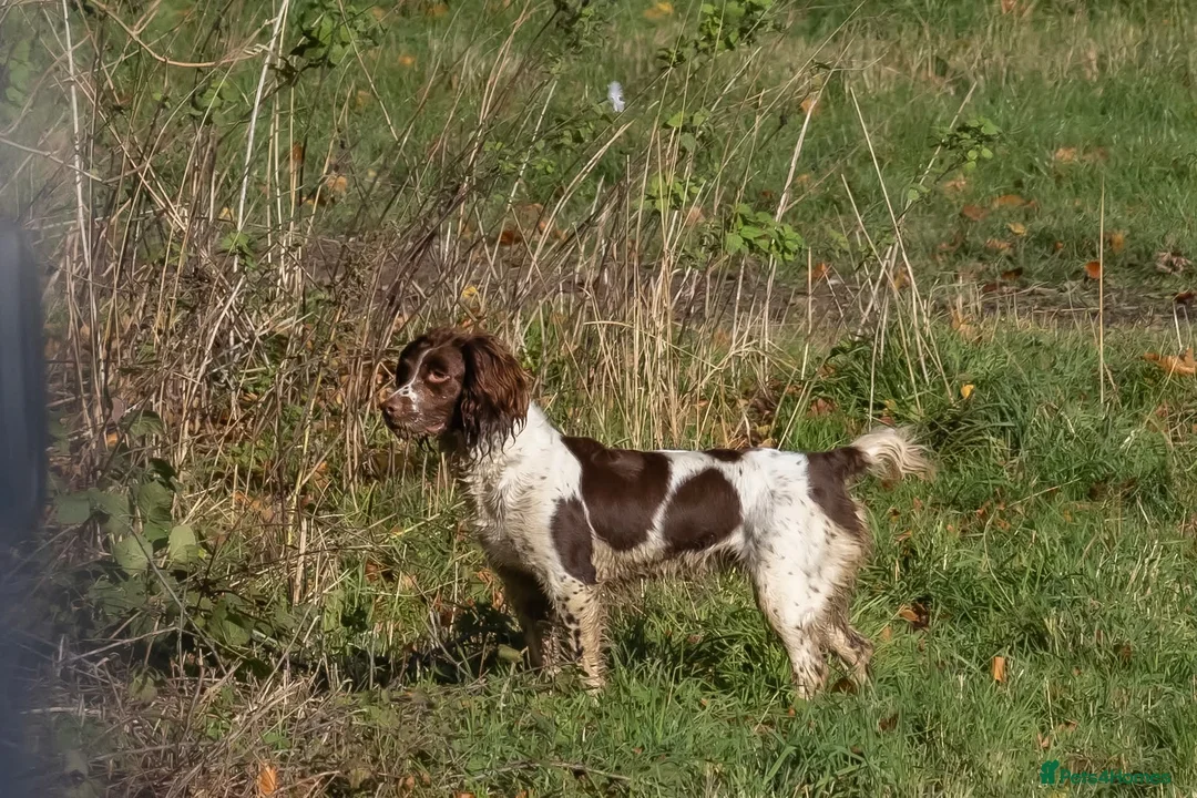 English Springer Spaniel dogs for sale: Working Springer Spaniel Puppies - Advert 2