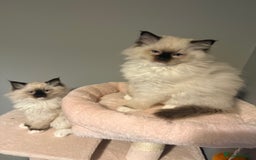 Ragdoll cats for sale: 3 musketeers😍 - Image 13
