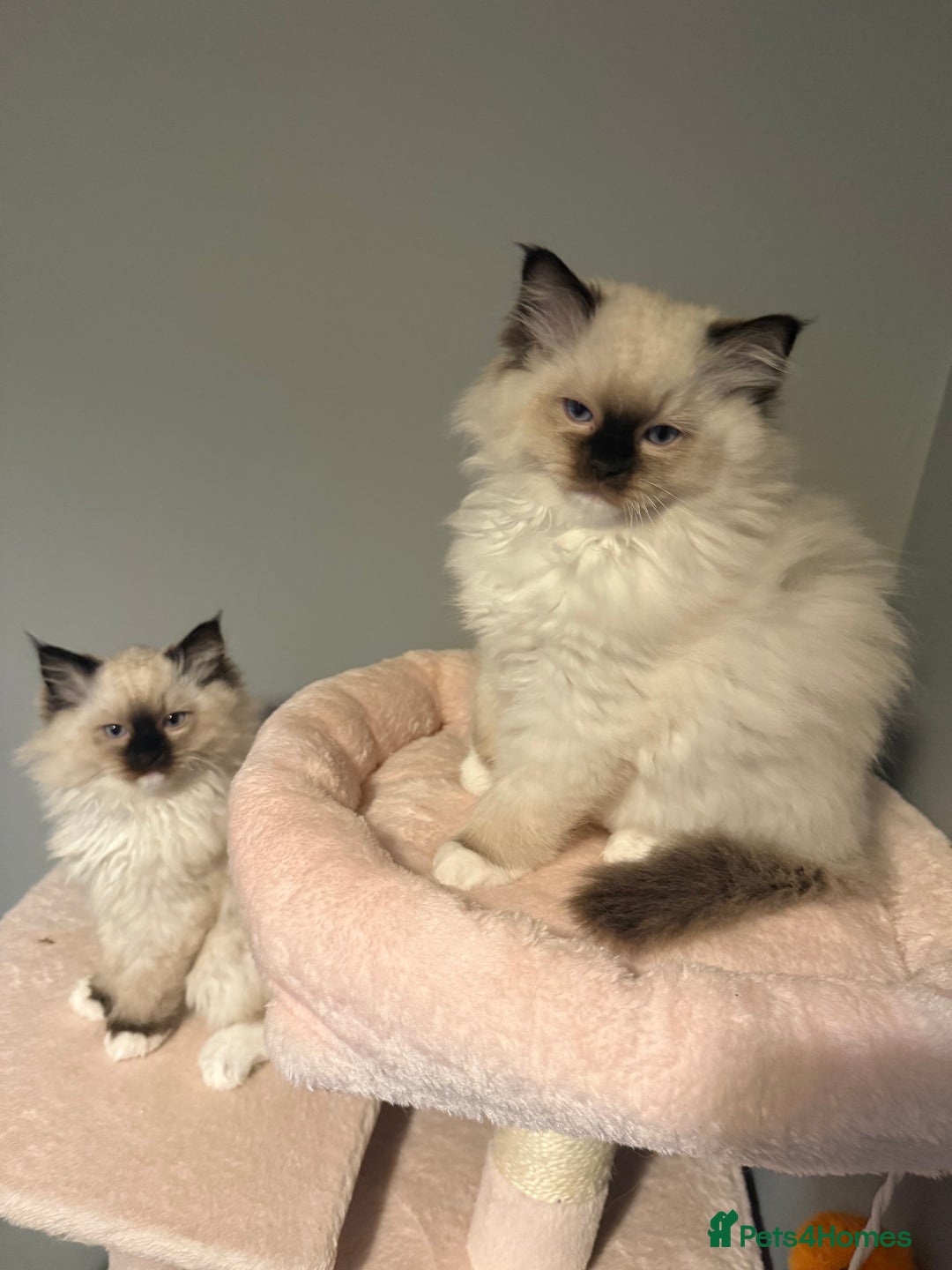 Ragdoll cats for sale: 3 musketeers😍 - Image 13