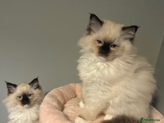 Ragdoll cats READY NOW 2 fluffy boys - Advert 7