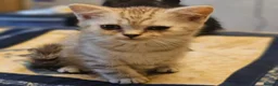 British Shorthair cats for sale: Kittens - Advert 6