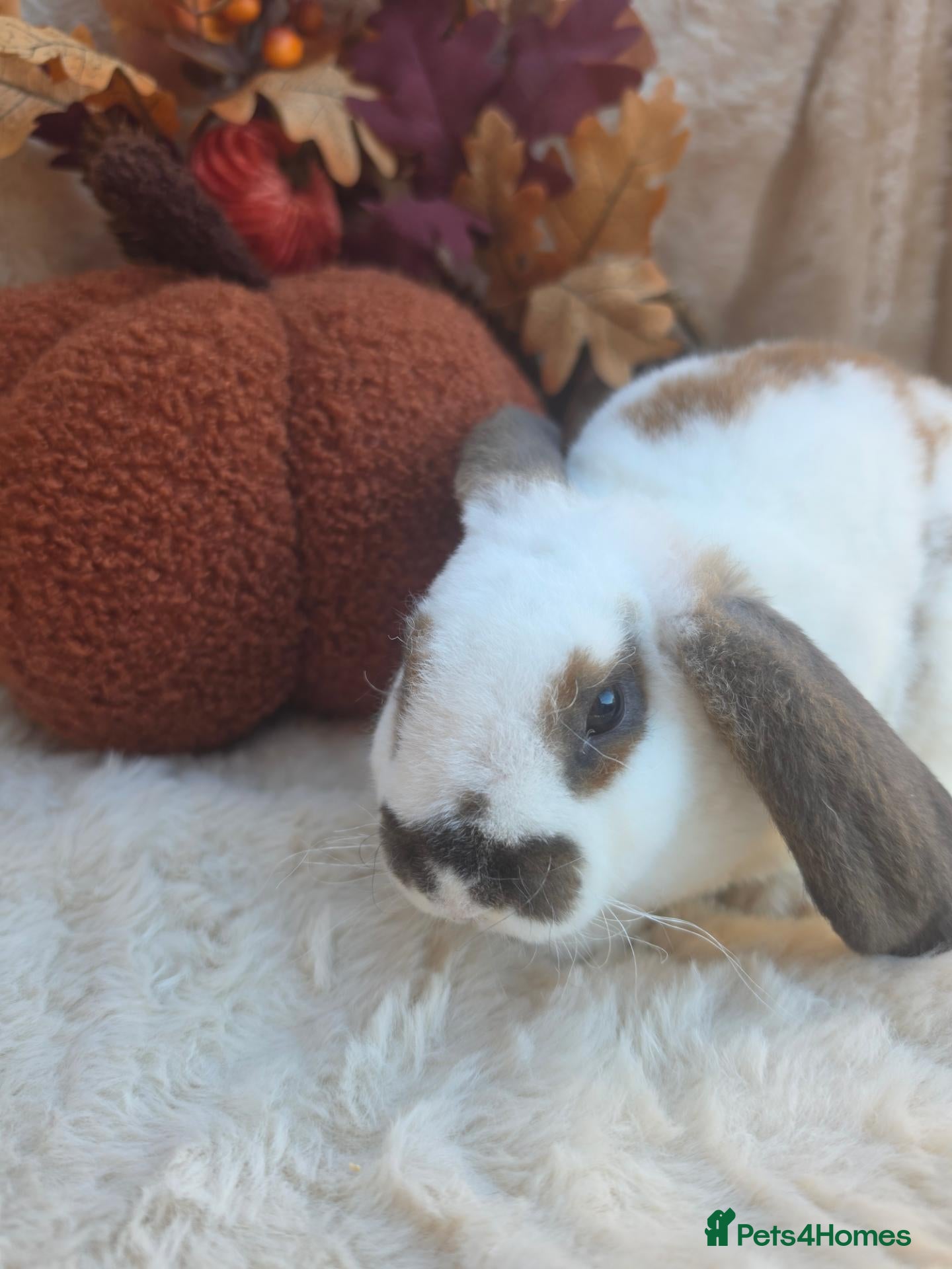 Mini Lop rabbits Gorgeous mini plush lops - Advert 2