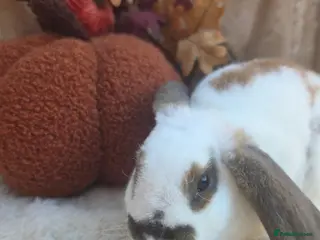 Mini Lop rabbits Gorgeous mini plush lops - Advert 2