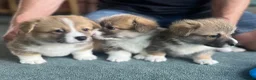 Welsh Corgi Pembroke dogs for sale: Welsh Pembroke Corgi - Advert 4