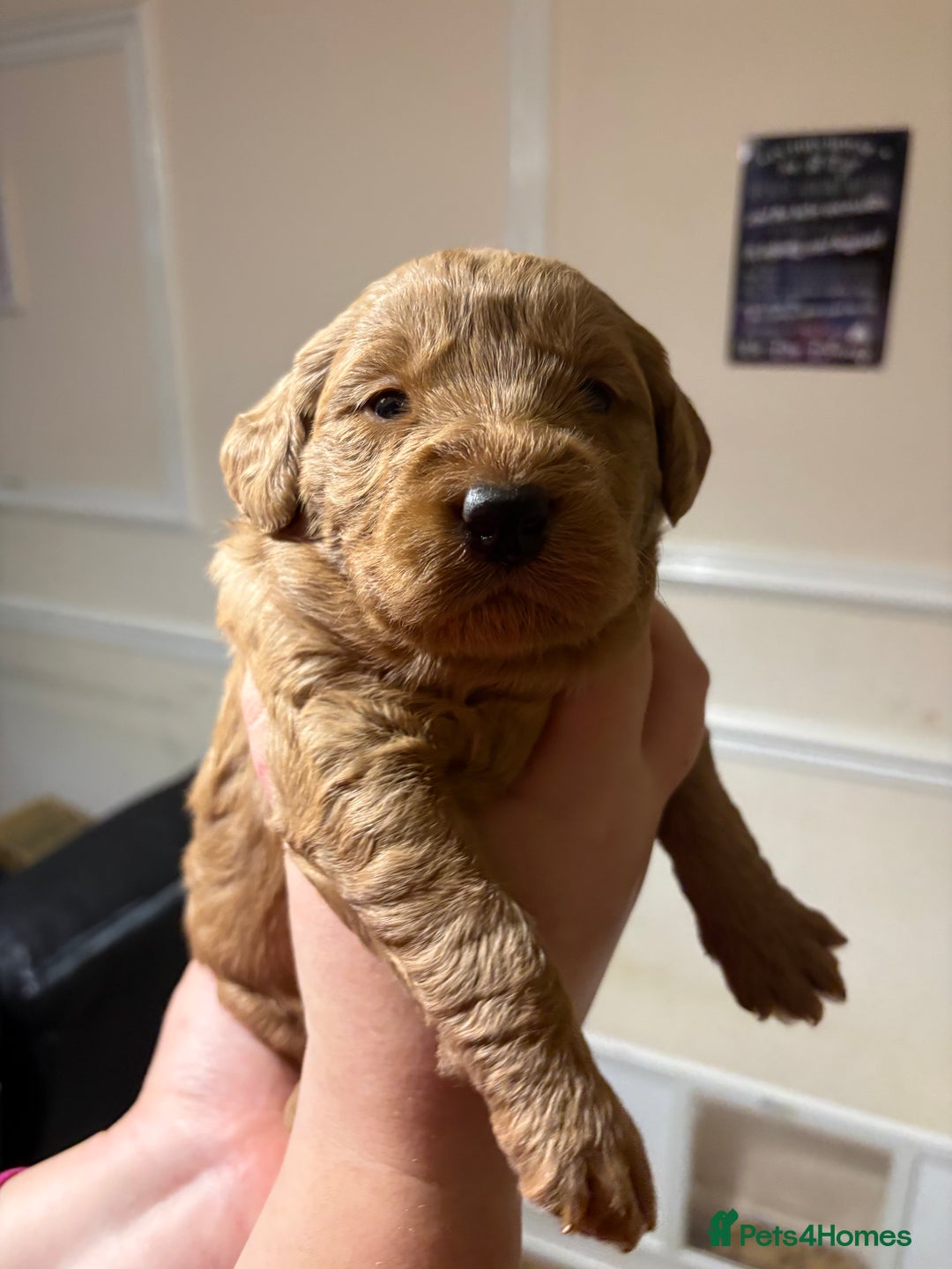 Labradoodle dogs for sale: **1 girl left** Beautiful F1 Labradoodles - Advert 14