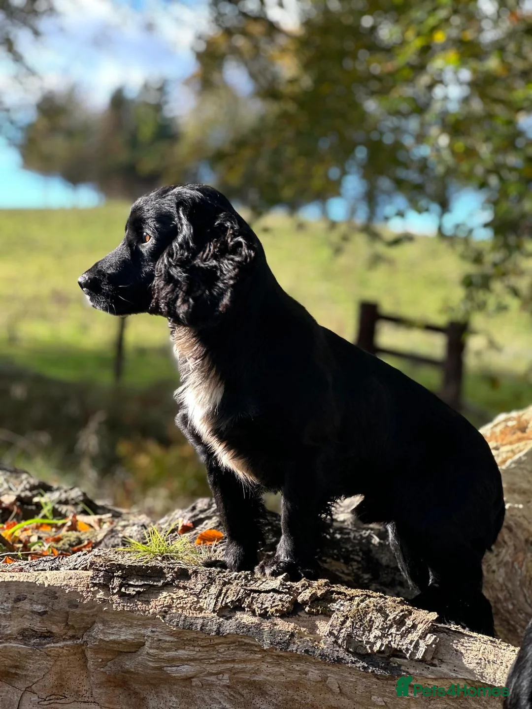 Cocker Spaniel dogs for stud: Cocker Spaniel for Stud in Langholm - Advert 3