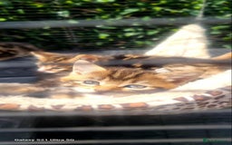 Bengal cats for sale: Manecoon x bengal kittens mink & grey  - Image 9