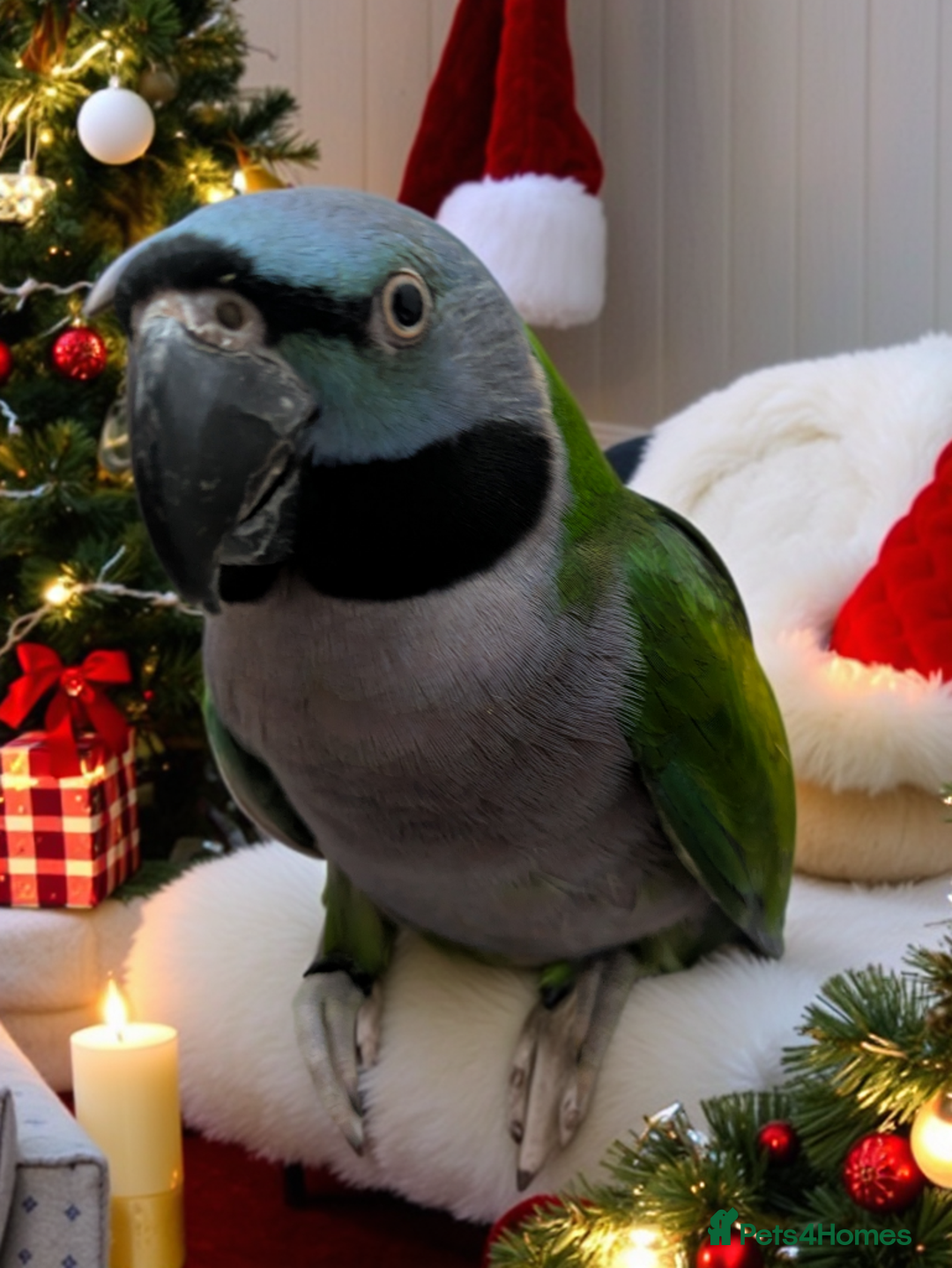 Parakeets birds for sale: Chinese Parakeet Derbyan Parakeet friendly - Advert 2