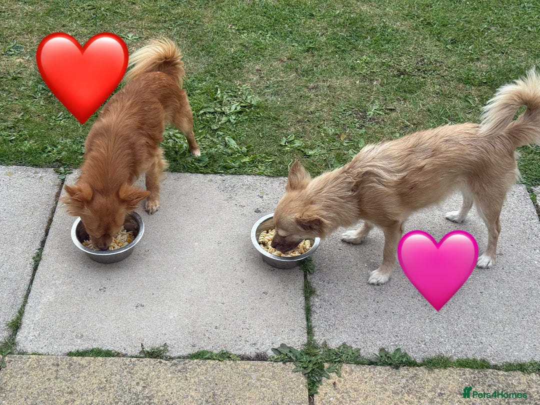 Chihuahua dogs for sale: Chihuahua puppies  - Image 9