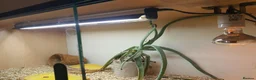 Tortoise reptiles for sale: Dwarf western hermann tortiose in Portsmouth - Advert 9