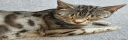 Mixed Breed cats for sale: 2 month old female mixed breed kitten for sale - Advert 4