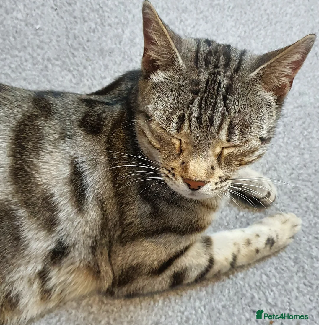 Mixed Breed cats for sale: 2 month old female mixed breed kitten for sale - Advert 4