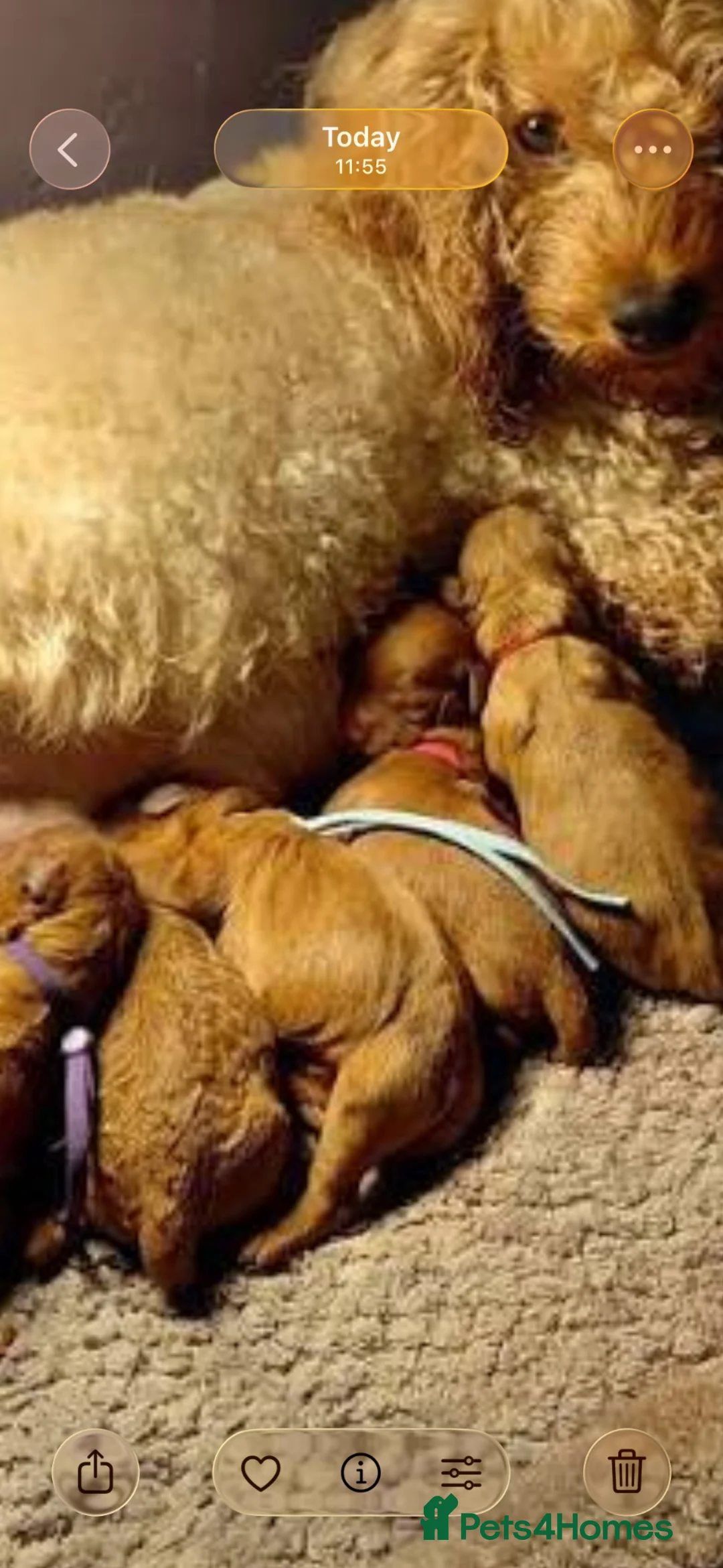 Cavapoo dogs for sale: Toy poodle x cavalier puppies (Cavapoo) in Durham - Advert 2