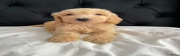 Cockapoo dogs for sale: Cockerpoo Puppies  - Advert 20
