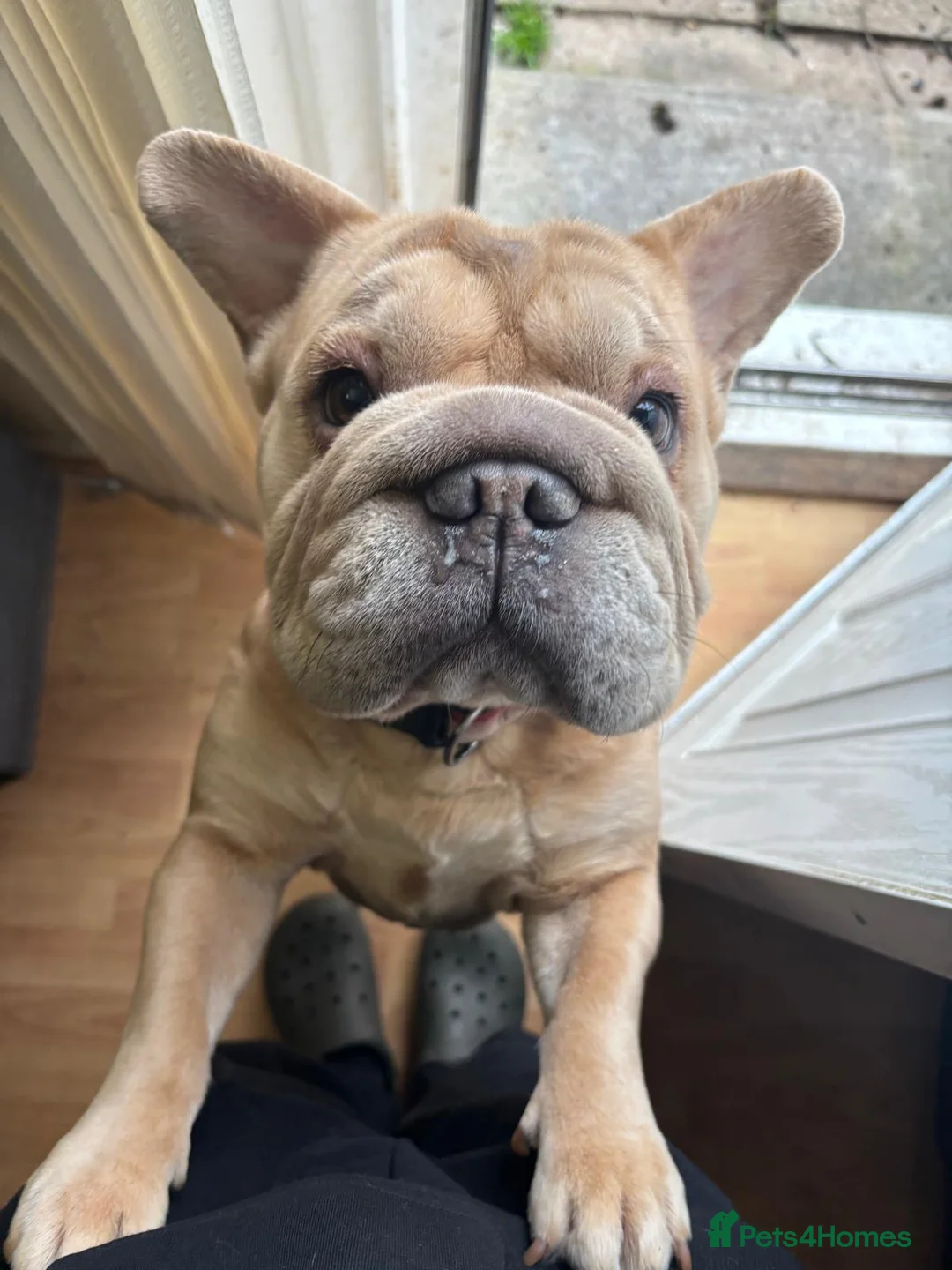 English Bulldog dogs for sale: Mabel in Runcorn - Advert 2