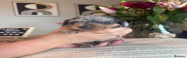 Miniature Dachshund 2