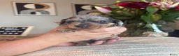Miniature Dachshund dogs for sale: 4 Beautiful KC Reg Miniature Dachshunds - Advert 11