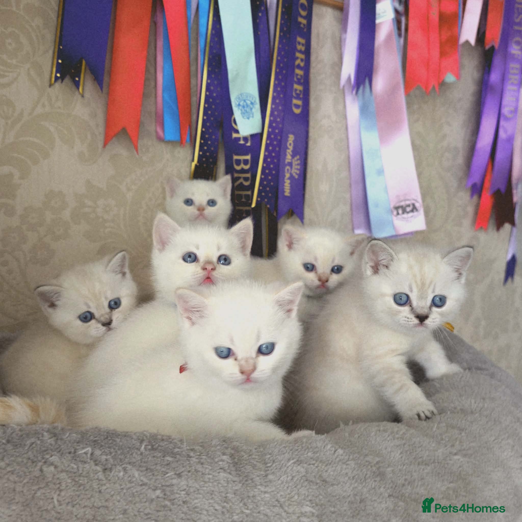 British Shorthair cats Charming BSH Colourpointed kittens - Advert 1