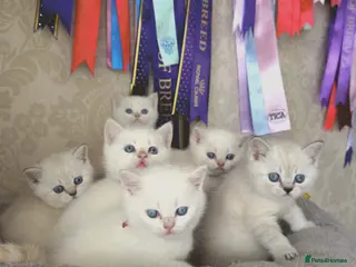 British Shorthair cats Charming BSH Colourpointed kittens - Advert 4