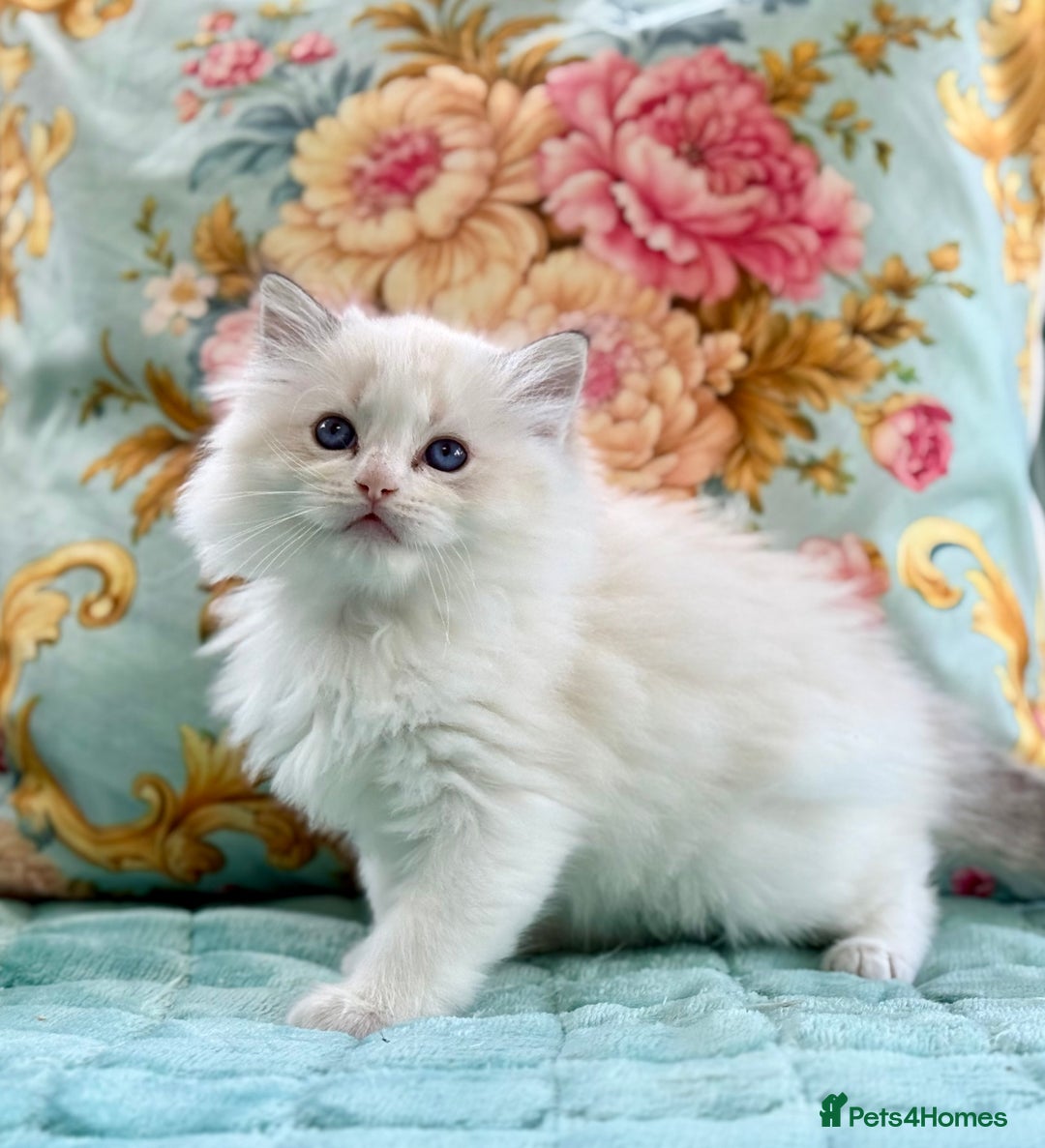 Ragdoll cats for sale: ‼️ HIGH QUALITY ‼️ pet boy  - Image 5