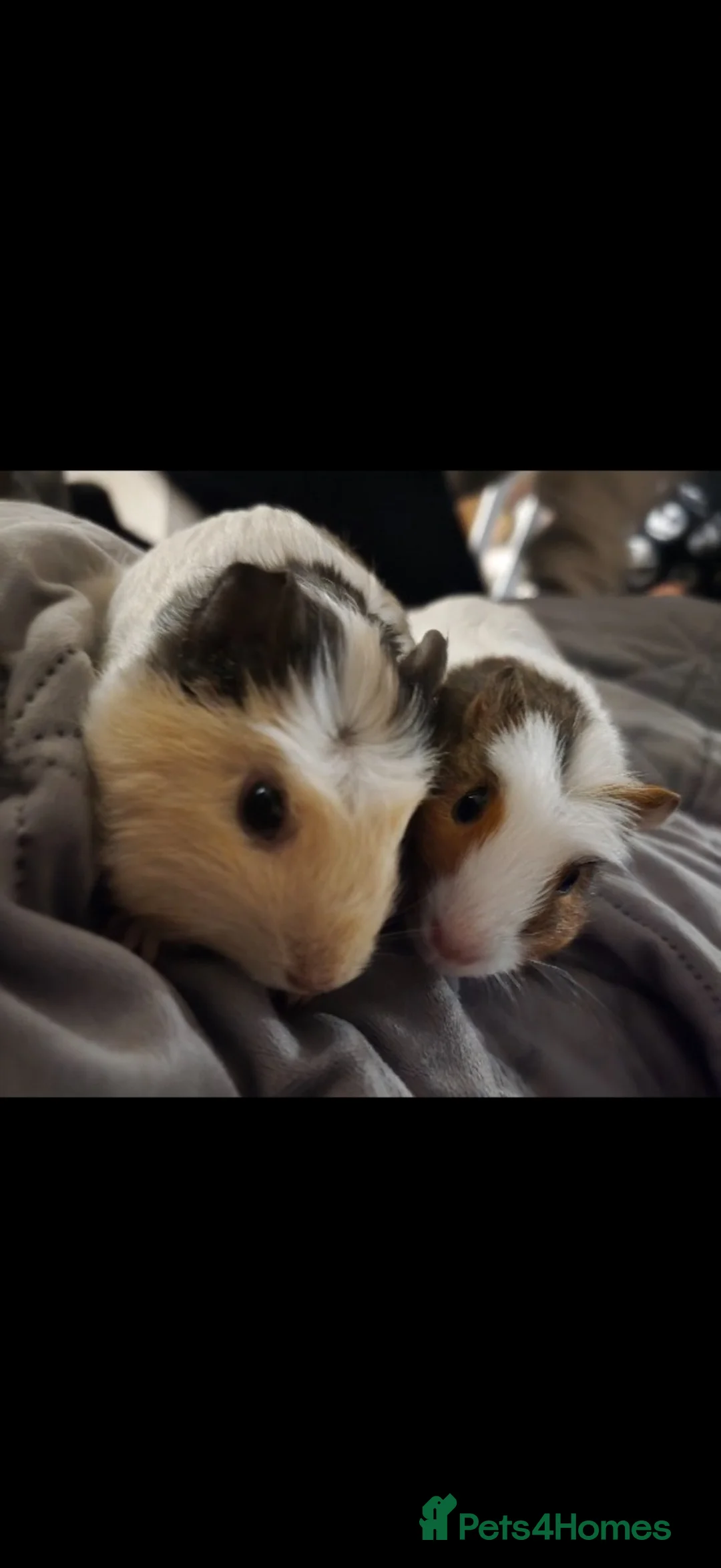 Guinea Pig rodents for sale: Two adorable female guinea pigs ❤️ - Advert 2