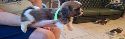 Mixed Breed dogs for sale: Shih-Tzu X puppies in Wisbech - Advert 3