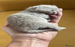 British Shorthair cats for sale: Tica registered British Shorthair Kittens - Image 7