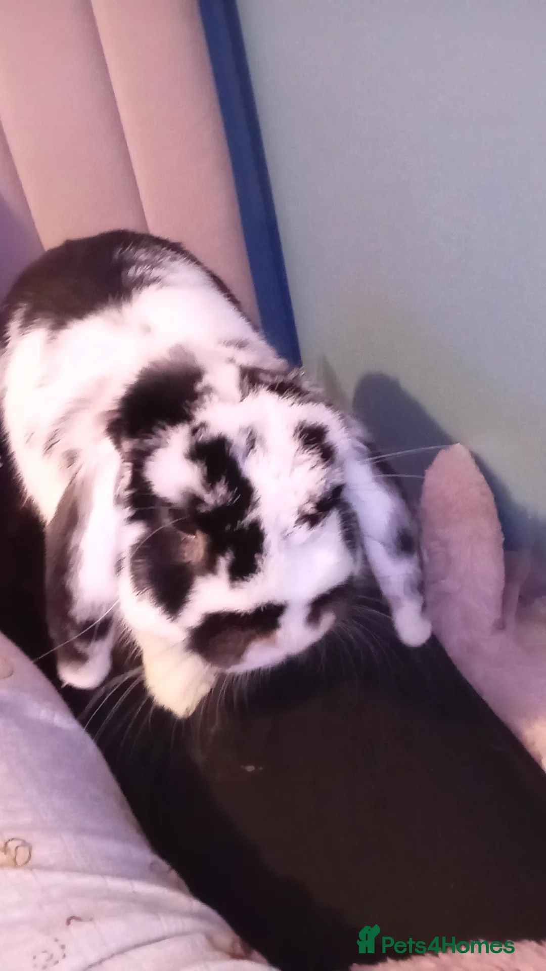 Mini Lop rabbits for sale: female Holland  lop rabbit  - Advert 2