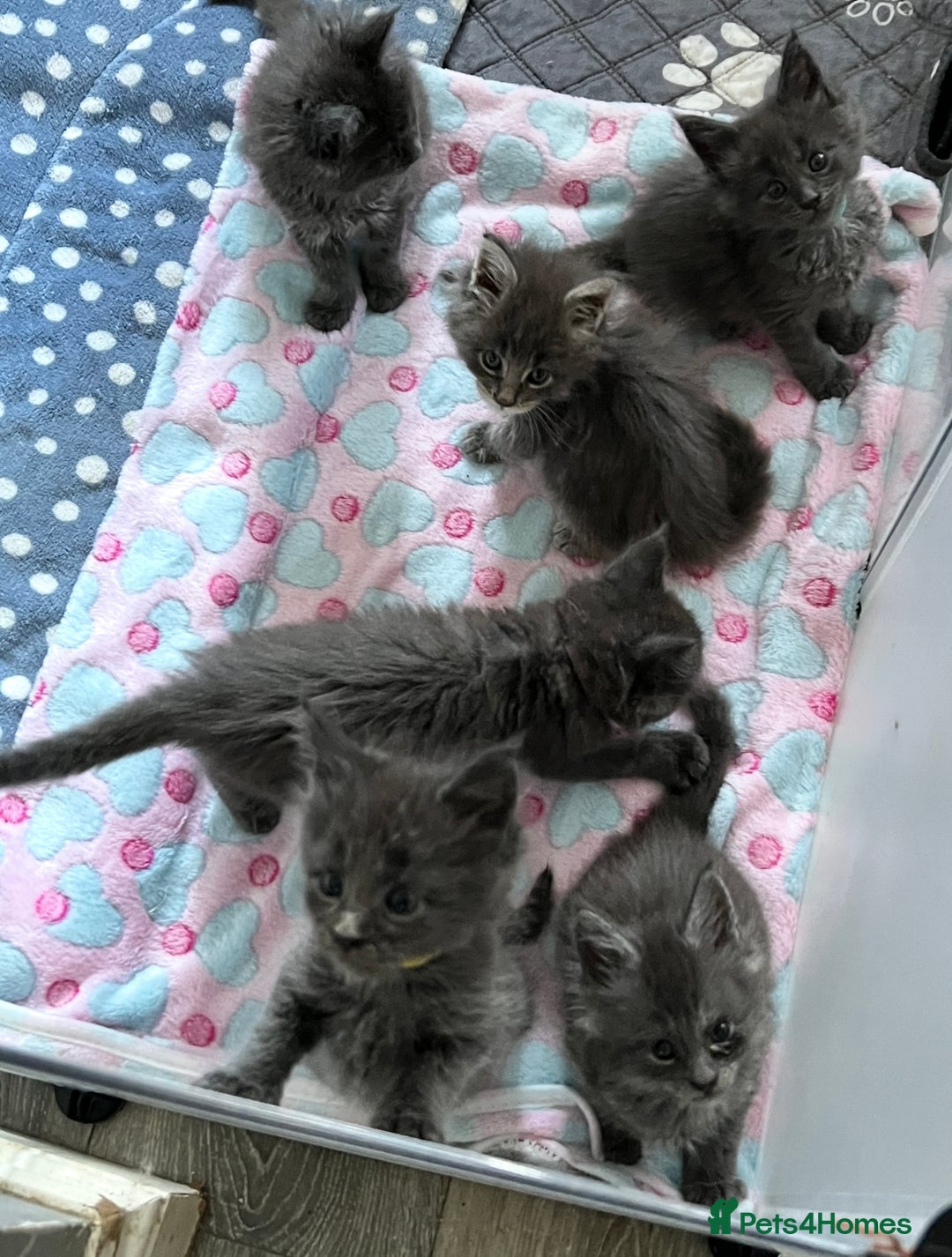 Maine Coon cats for sale: 6 Maine Coon kittens blue colour - Advert 9