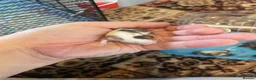 Mouse rodents for sale: Baby Mice  in Winsford - Advert 2