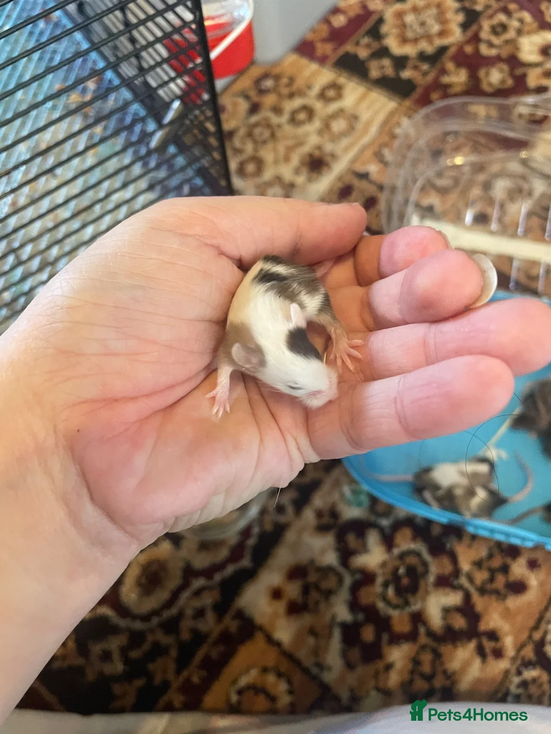 Mouse rodents for sale: Baby Mice  in Winsford - Advert 2