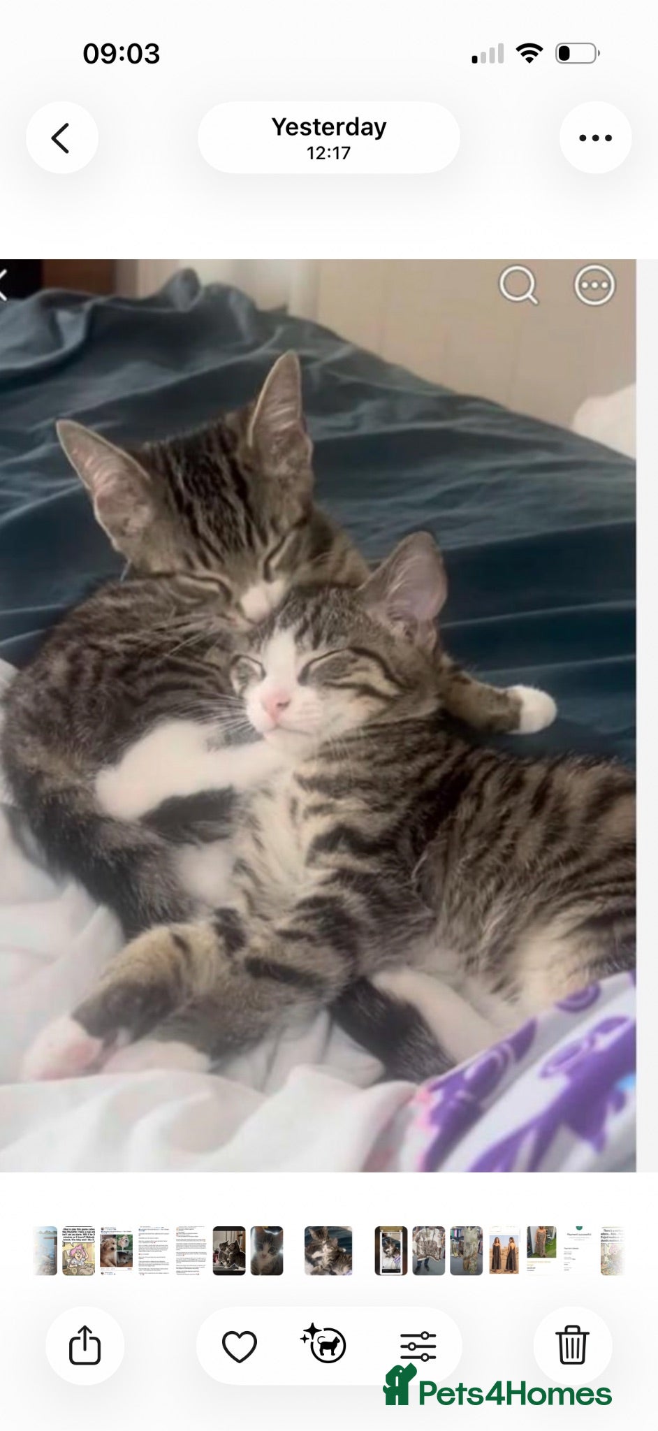 Mixed Breed cats Beautiful pair of kittens Ready now  - Advert 2
