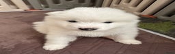 Samoyed dogs for sale: Samoyed Puppies — Ready for Their New Homes Now! - Advert 18