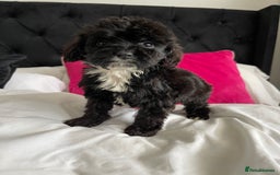 Cockapoo dogs for sale: Toy cockapoo puppy  - Image 7