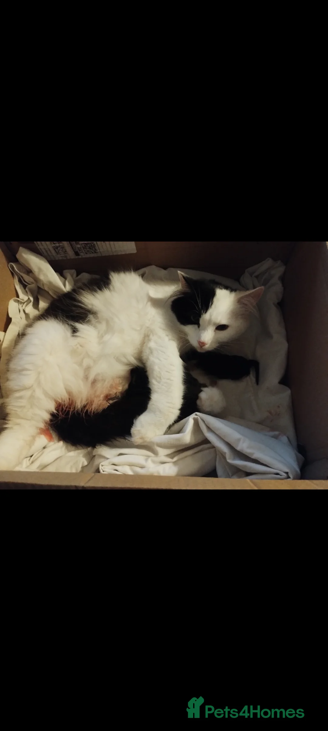 Mixed Breed cats for sale: Beautiful litter of kittens , ready to leave now  - Advert 2