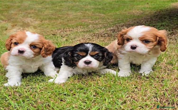 Cavalier King Charles Spaniel dogs - Advert 1