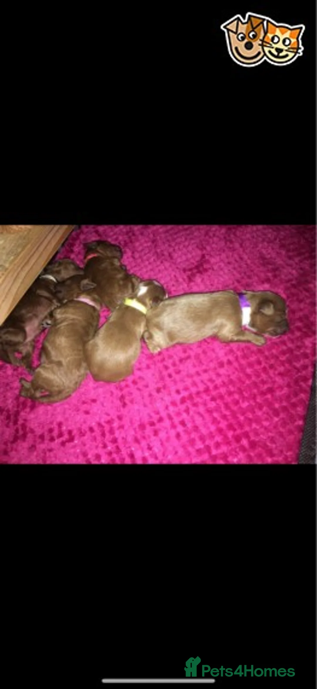 Toy Poodle dogs for stud: KC (FULLY HEALTH TESTED )RED TOY POODLE STUD in Galston - Advert 6