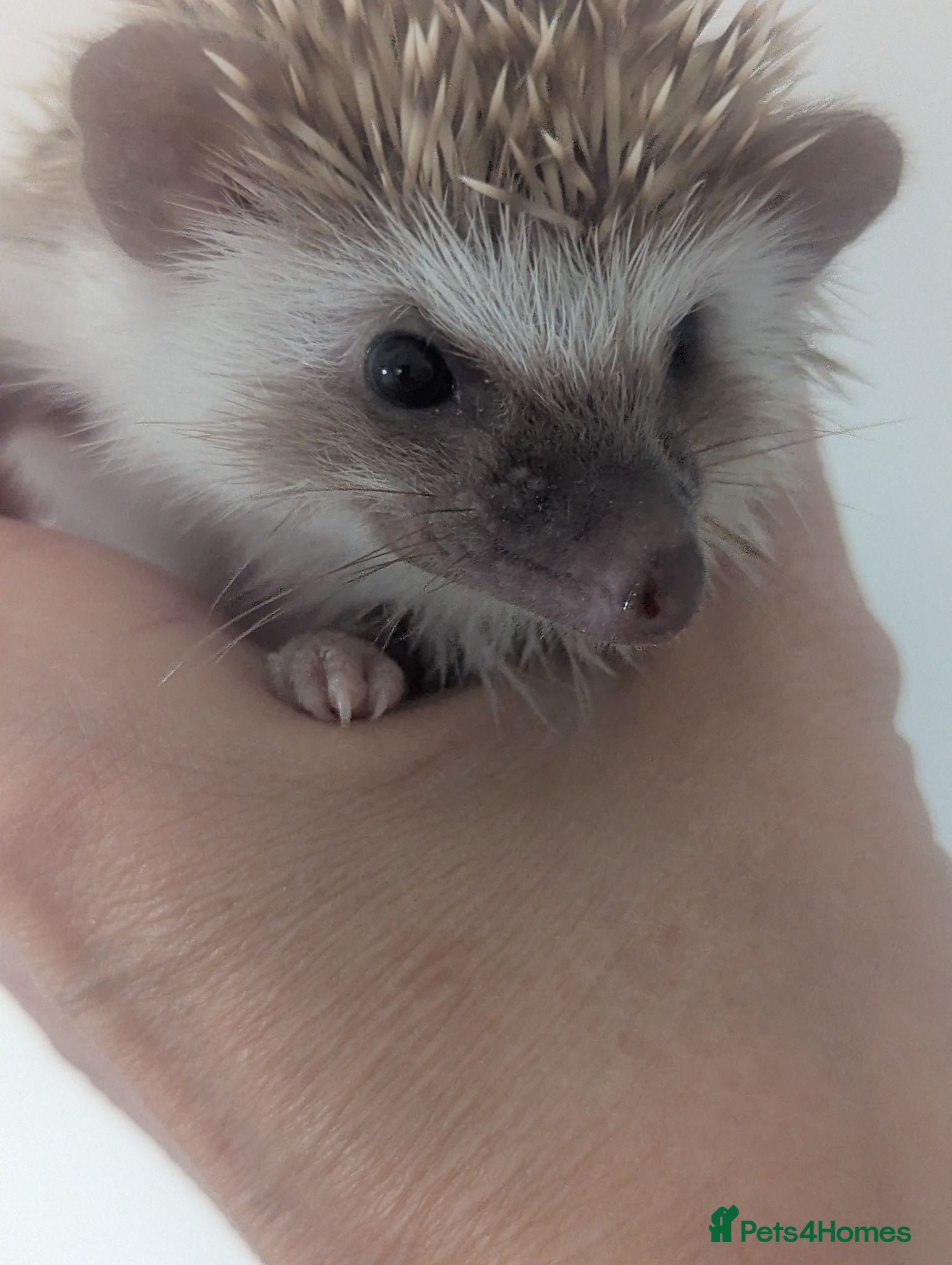 Pygmy Hedgehog rodents 1 Cute hoglet Ready Now. More to Reserve  - Advert 2