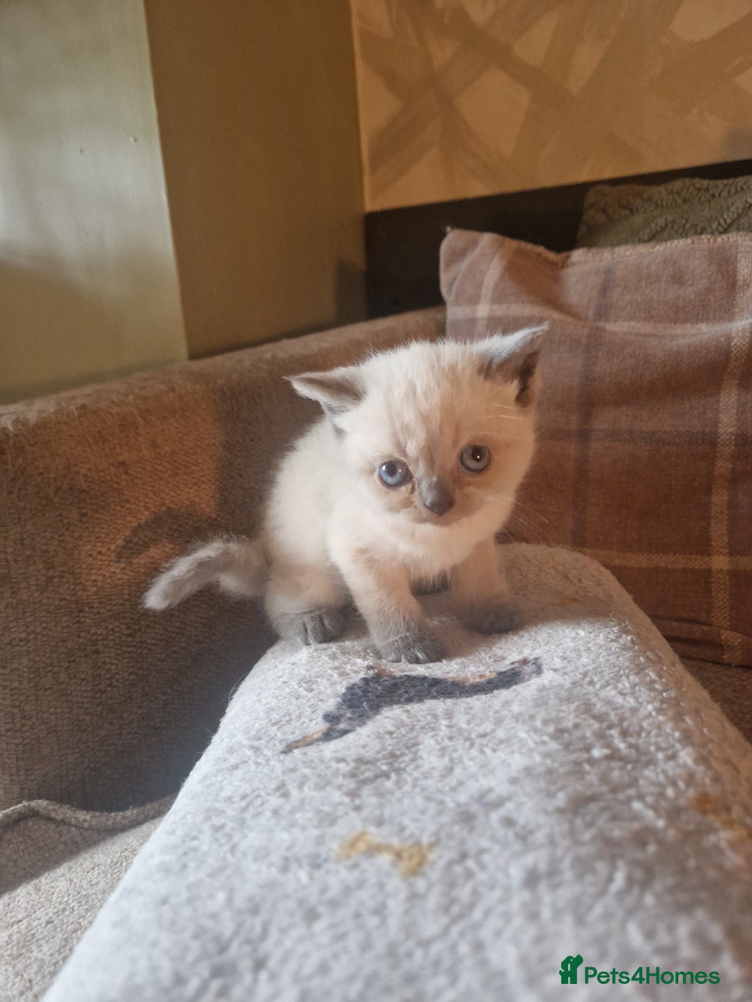 British Shorthair cats for sale: Beutiful British shorthair kittens  - Image 9