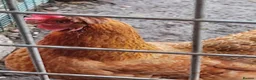 Chickens poultry for sale: 6 Autralaup hens 11 months old laying  - Advert 4