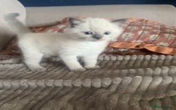 Ragdoll cats for sale: Beautiful ragdoll x silver tabby kittens  - Image 5
