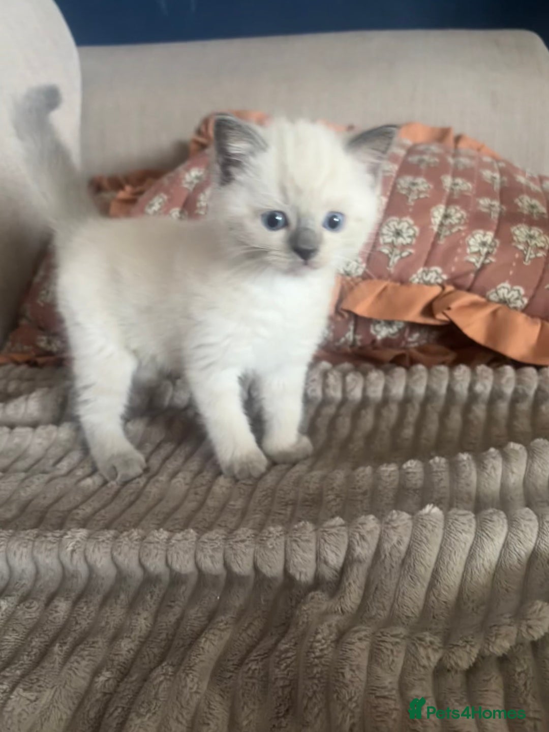 Ragdoll cats for sale: Beautiful ragdoll x silver tabby kittens  - Image 5