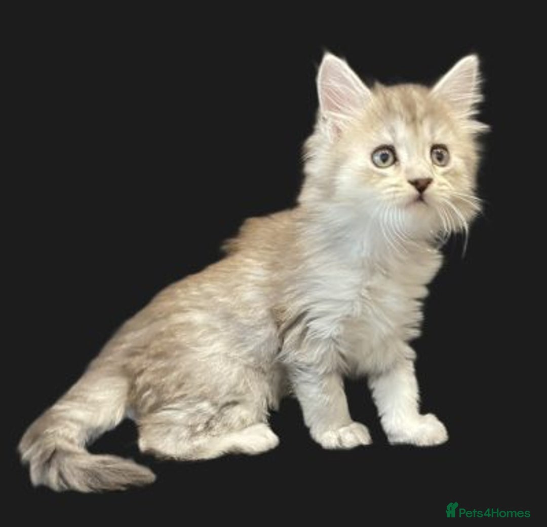 Maine Coon cats for sale: Stunning Black Silver Maine Coon Kittens - Advert 6