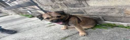 Border Terrier dogs for sale: Absolutely Top Quality Border Terriers - Advert 23