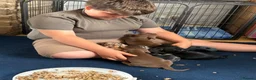 Dachshund dogs for sale: Absolutely gorgeous litter of 5 dachshund puppies - Advert 31