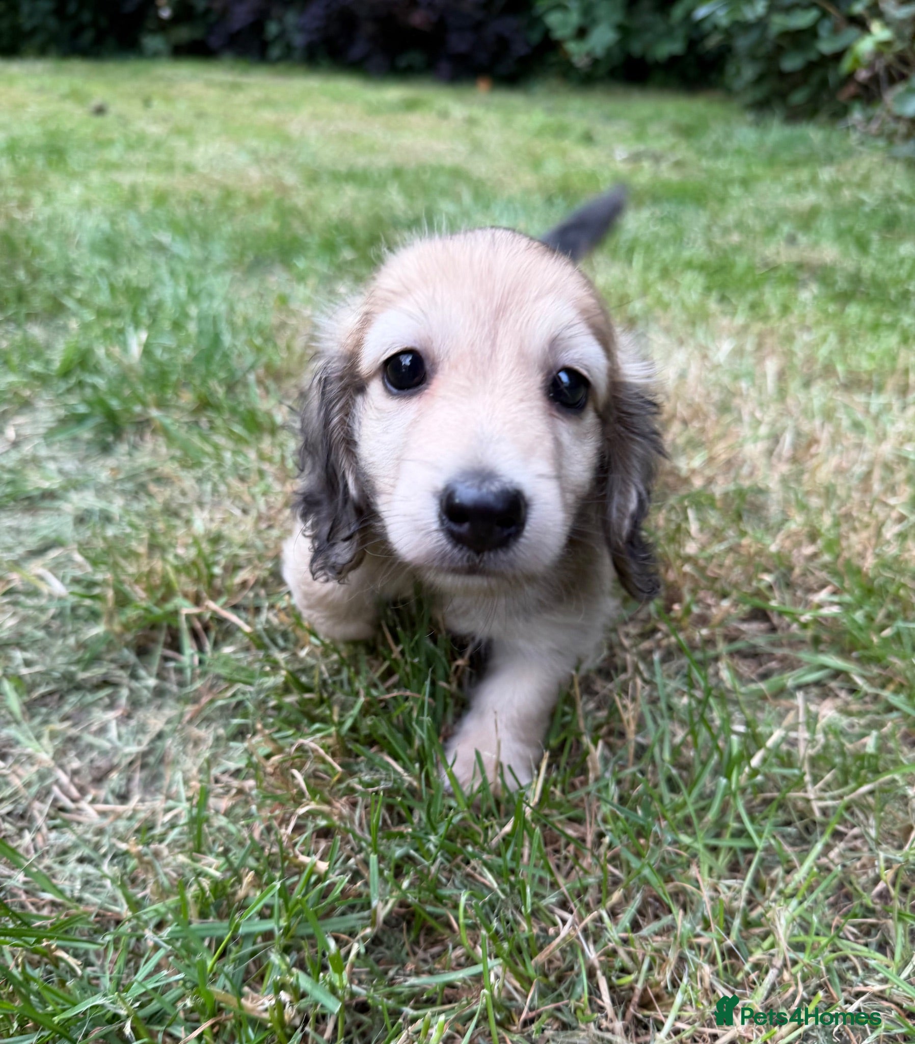 Miniature Dachshund dogs Gorgeous cream mini long haired boy - Advert 16