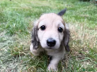 Miniature Dachshund dogs Gorgeous cream mini long haired boy - Advert 9