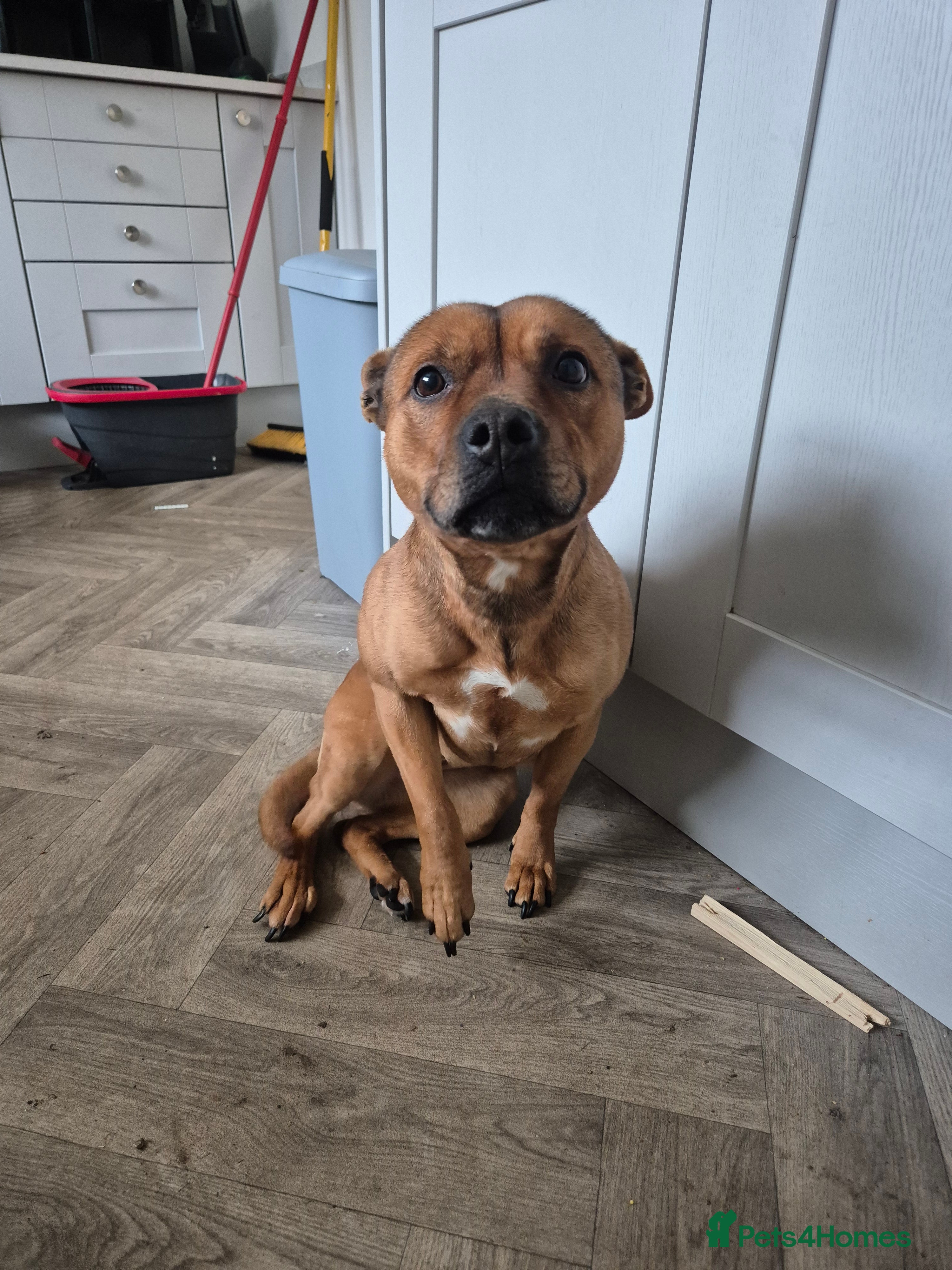 Staffordshire Bull Terrier dogs Lola  - Advert 8