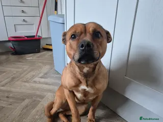 Staffordshire Bull Terrier dogs Lola - Advert 8