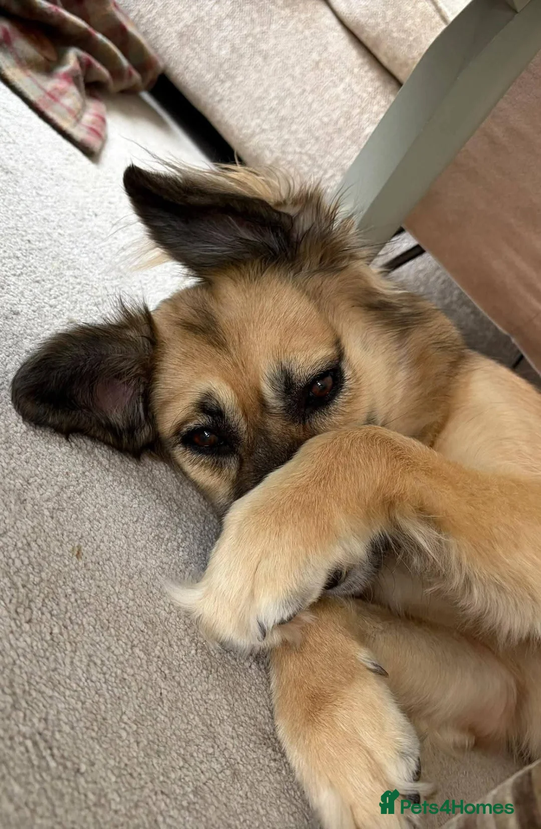 Mixed Breed dogs for adoption: Meet Honey, currently residing in Essex in Clacton-on-Sea - Advert 2